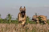 BOUVIER DES ARDENNES 189